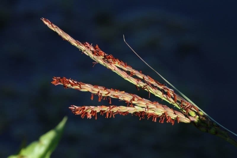 Tripsacum dactyloides 8
