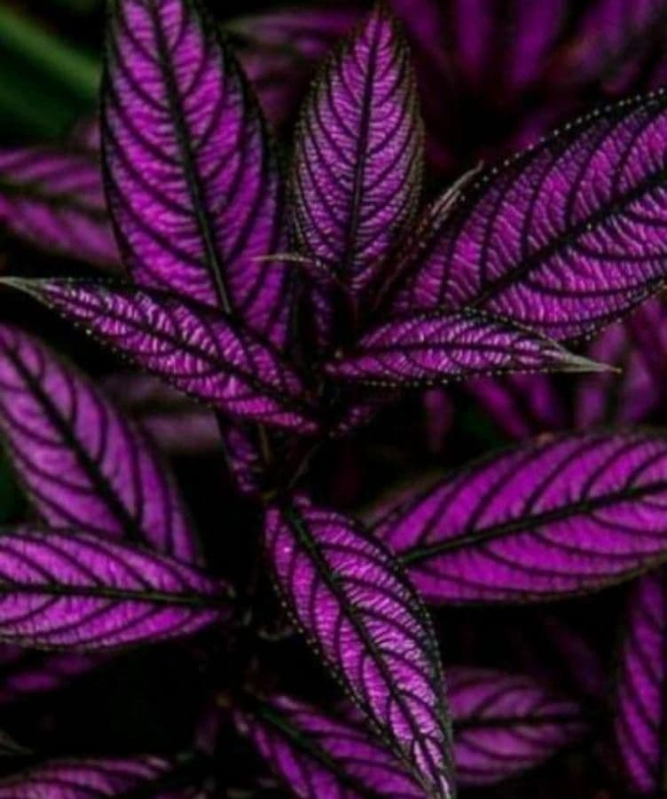 Strobilanthes 13