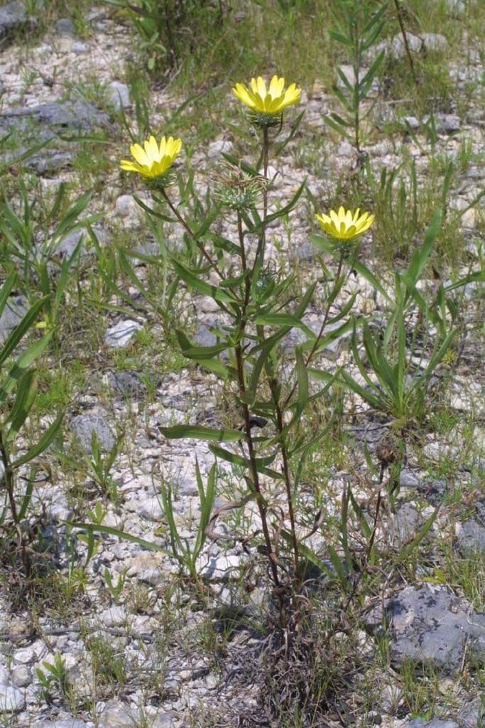 Grindelia 6