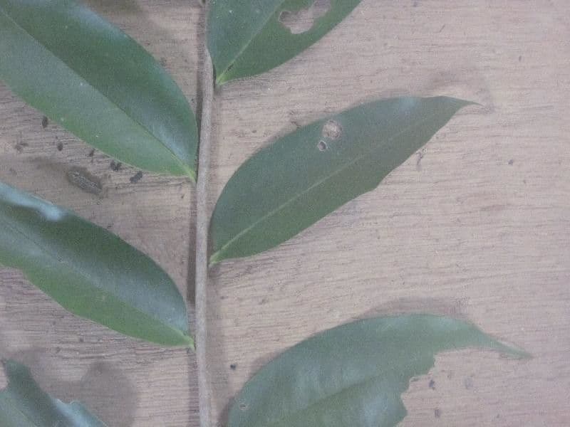 Xylopia nitida 5
