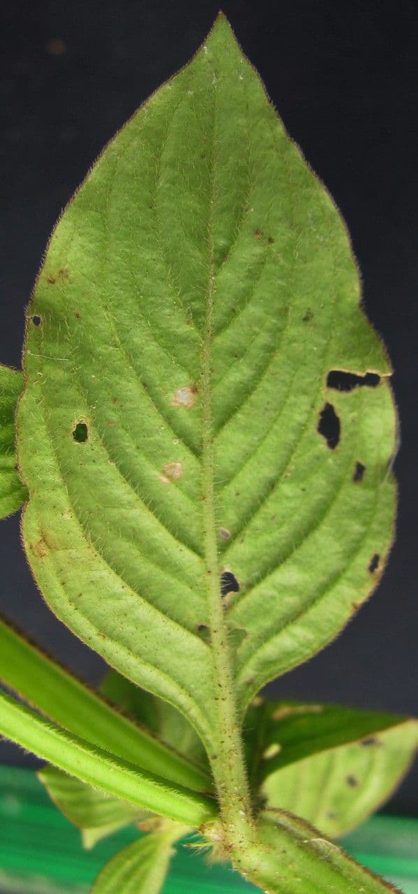 Spermacoce 6