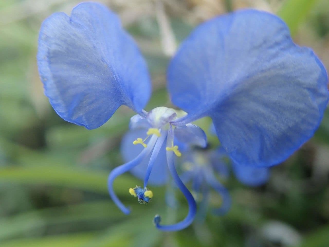 Všivka 21