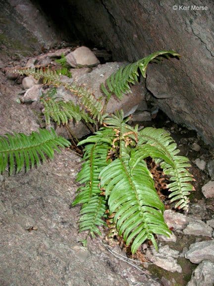 Polystichum imbricans 3