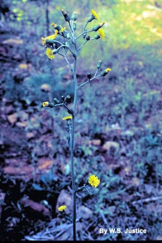 Hieracium scabro 6