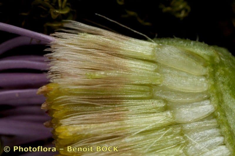 Erigeron alpino 27
