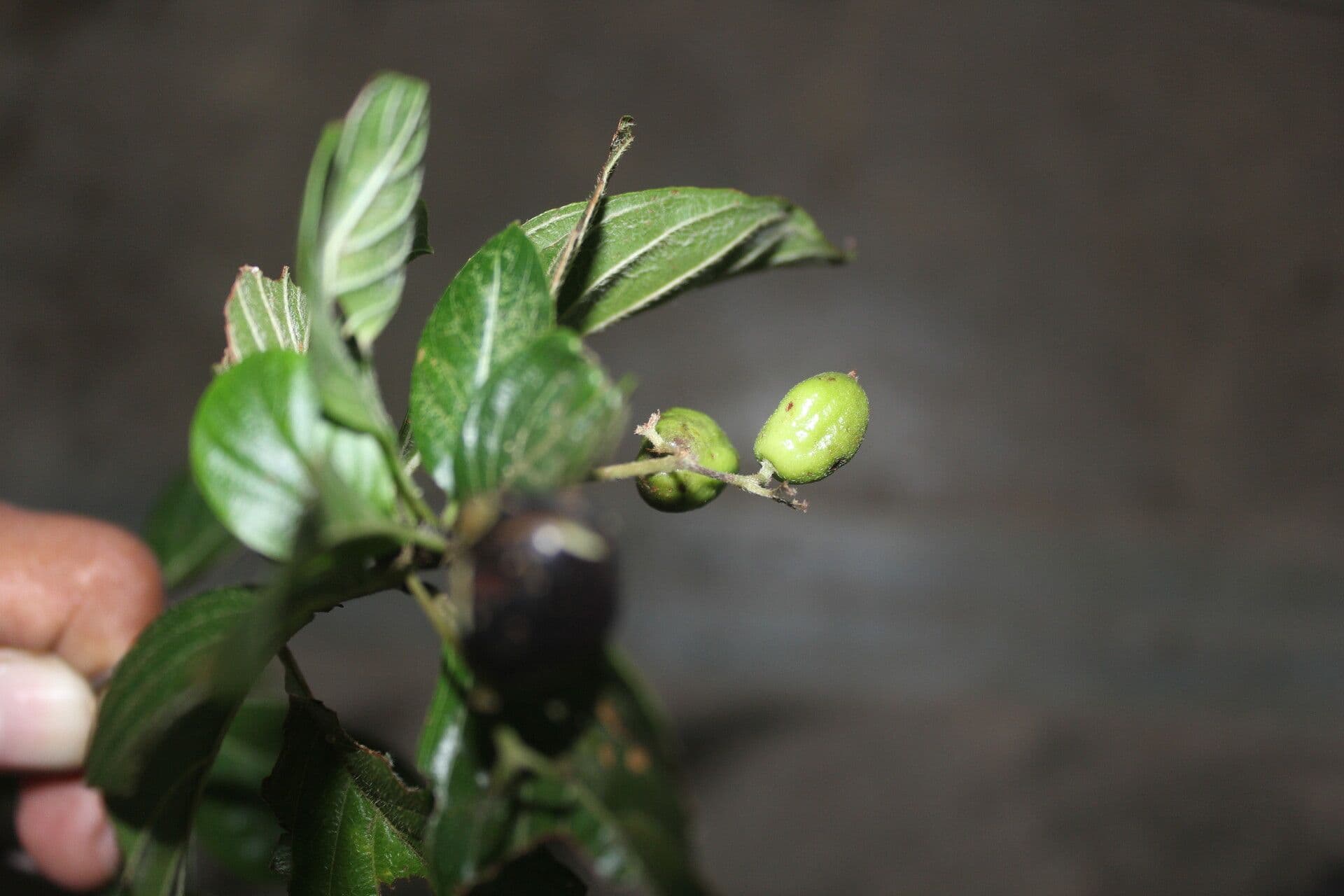 Chomelia spinosa 2