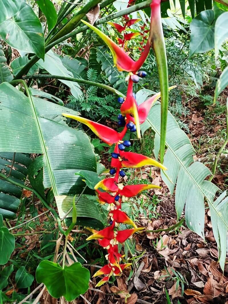 Falsa uccello del paradiso