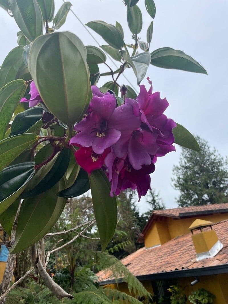 Meriania 3