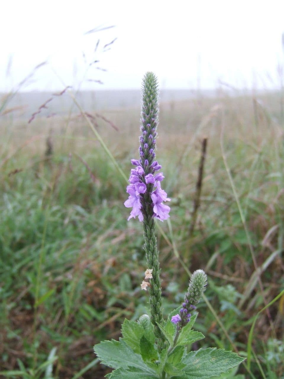 Verbena estricta 8