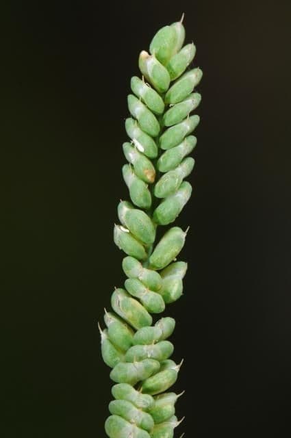 Beckmannia syzigachne 2