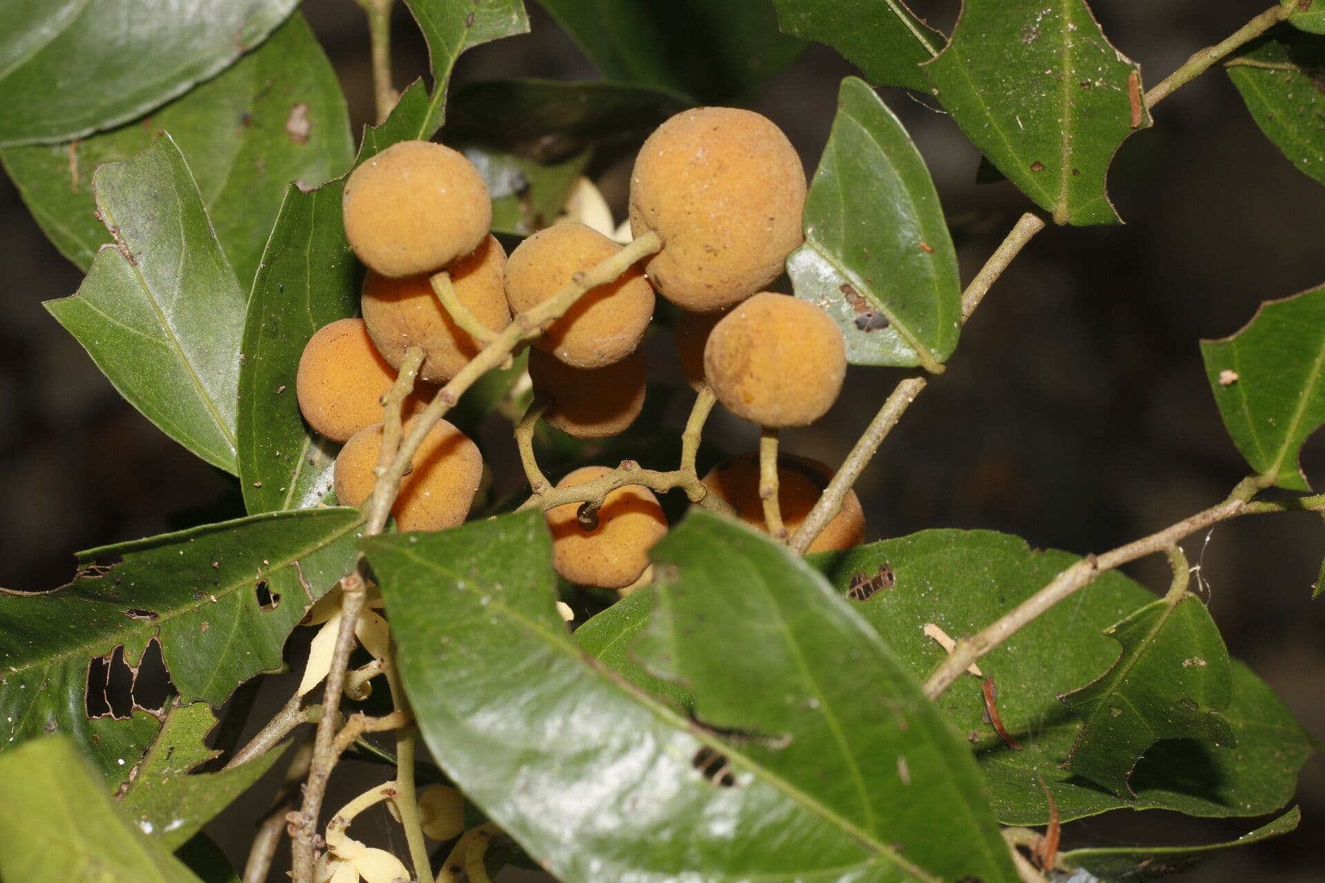 Mortoniodendron 2