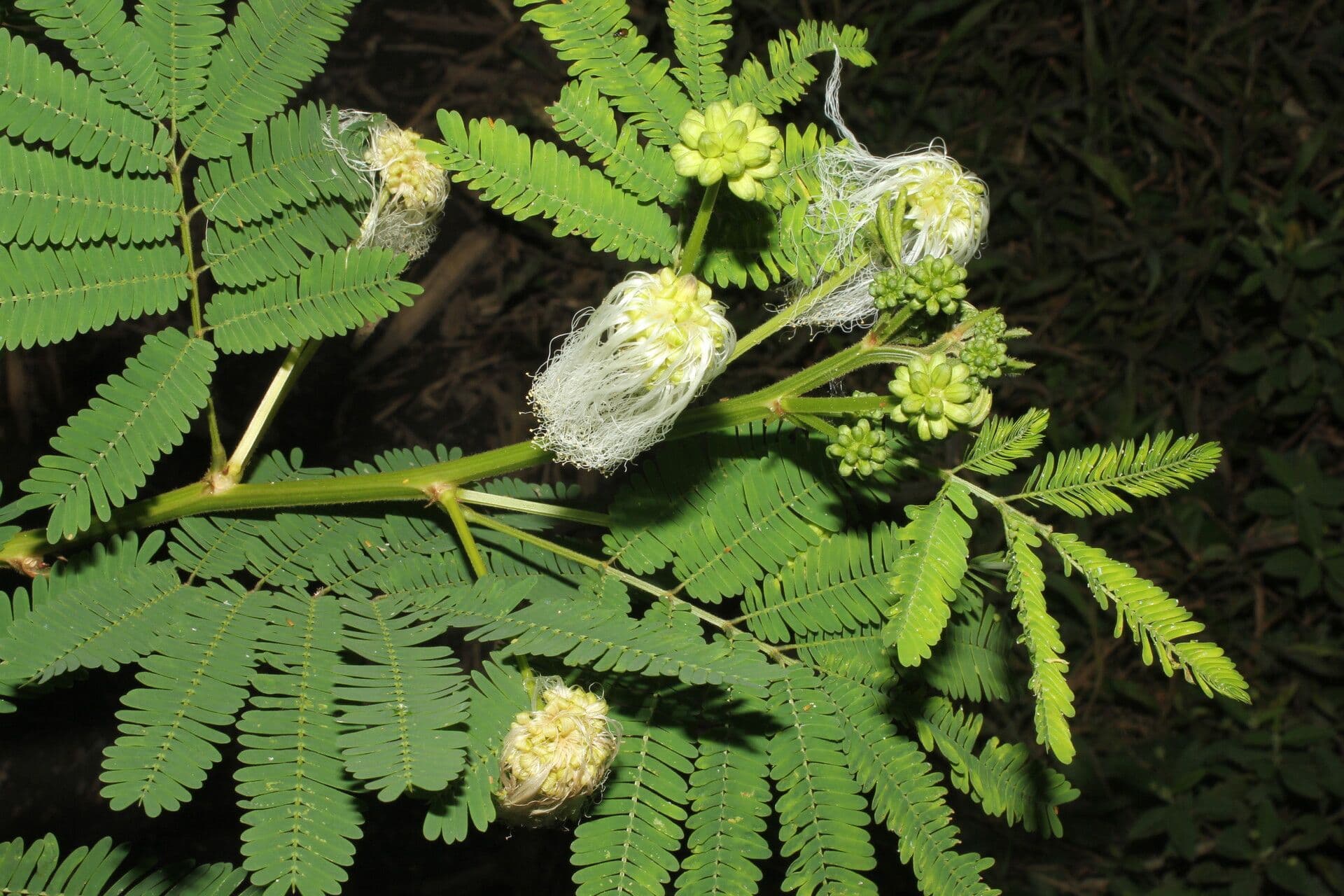 Weiße Calliandra 8