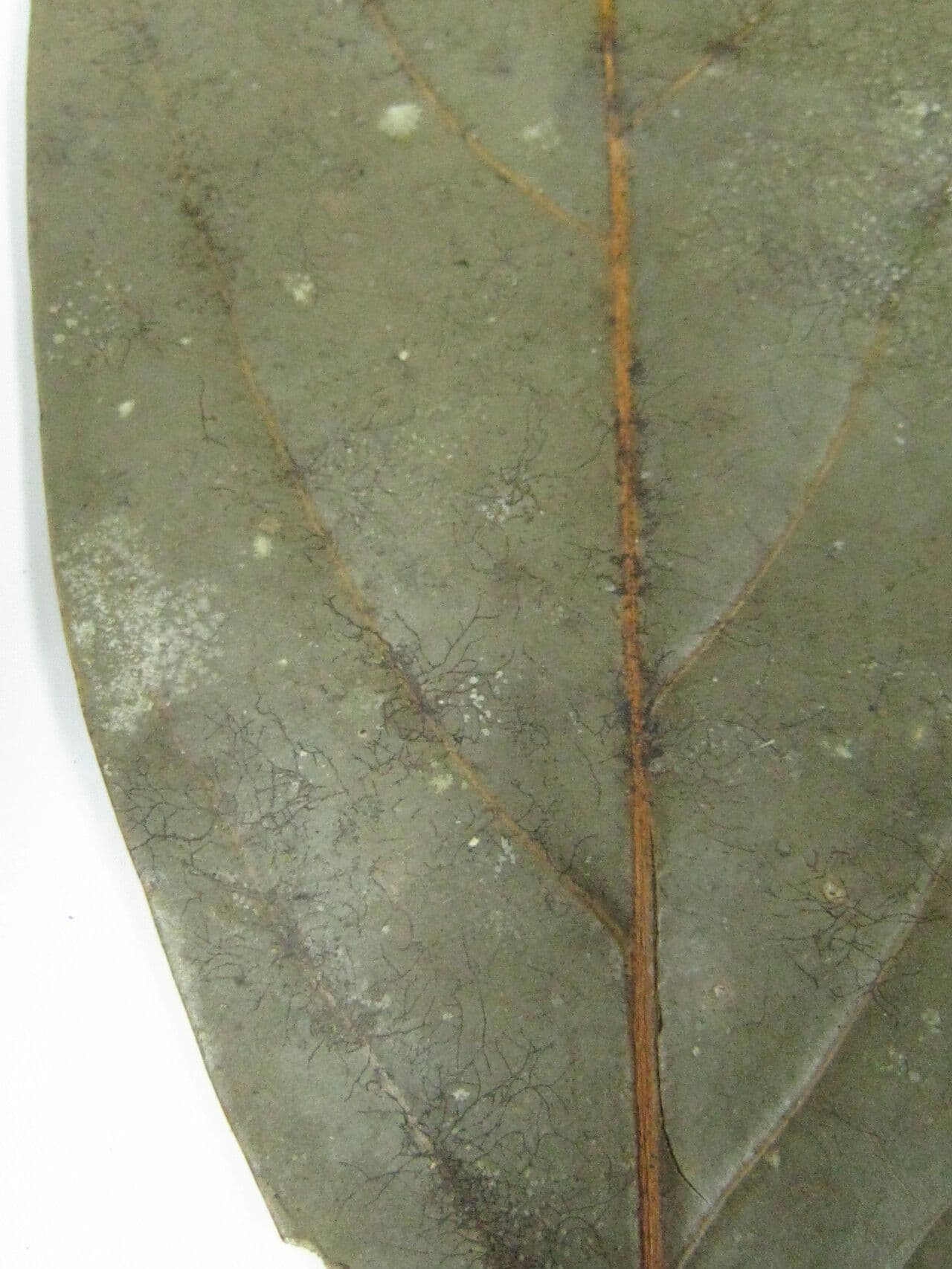 Ocotea leucoxylon 18