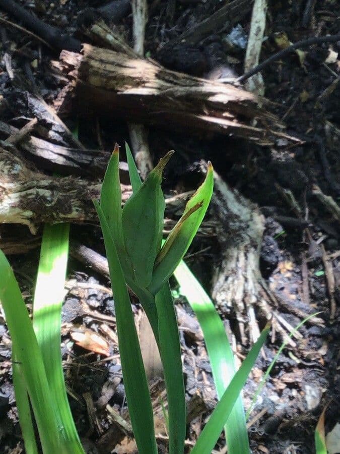 Iris di Douglas