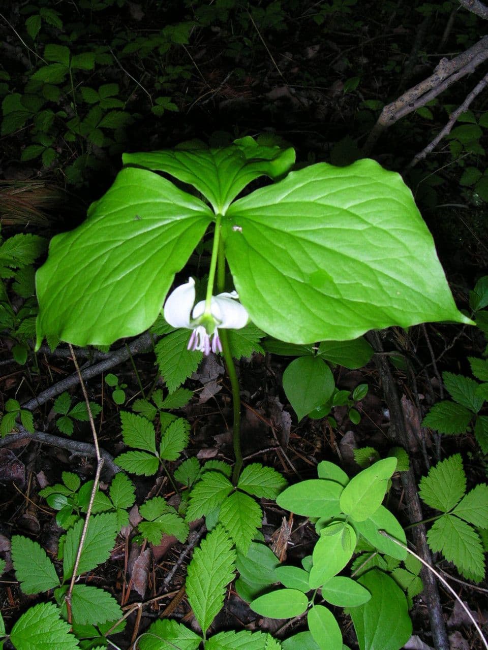Trillium pochylone 13