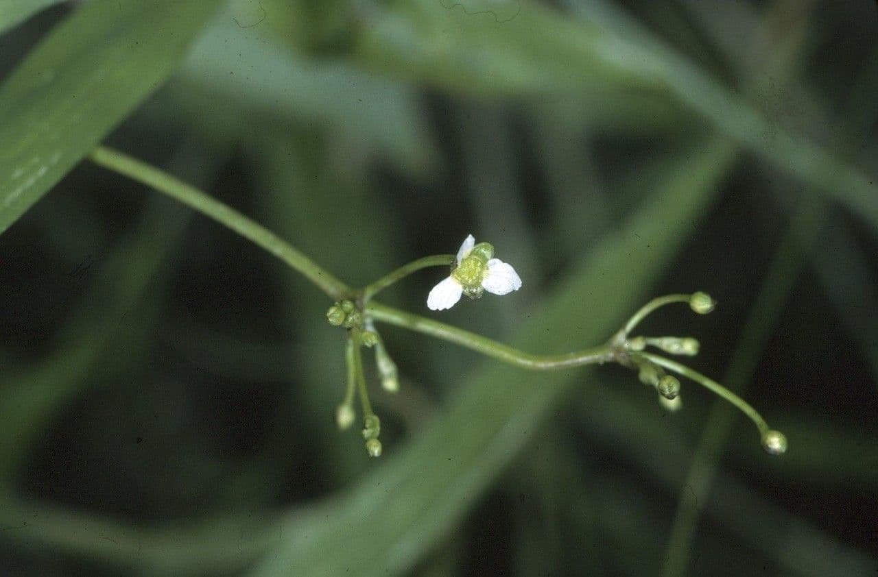 Alisma subcordatum 3