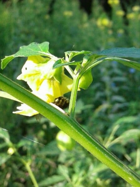 Tomatillo 21