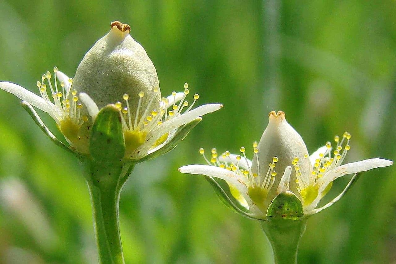 Parnassia 4