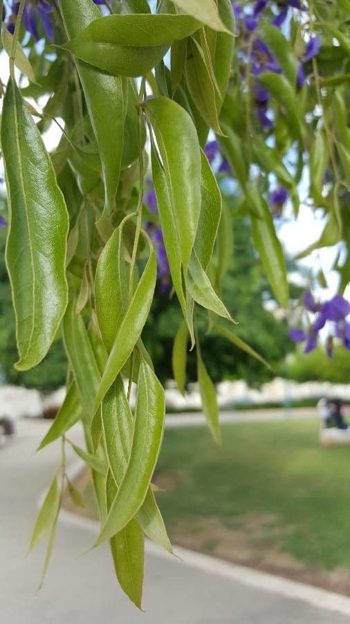 Bolusanthus 9