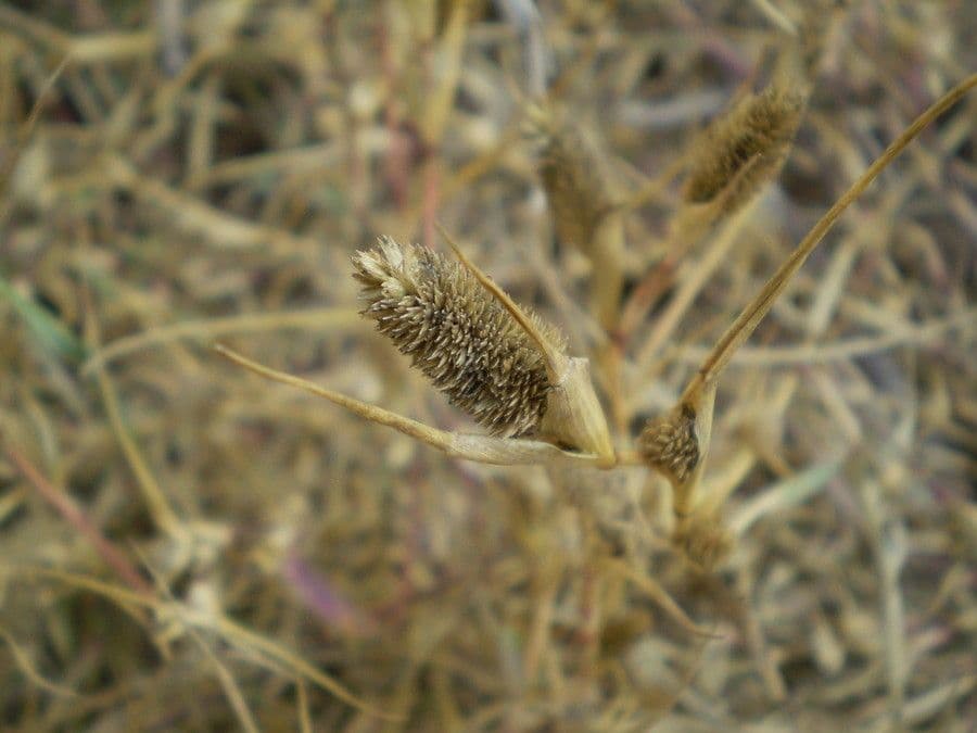 Crypsis schoenoides 5