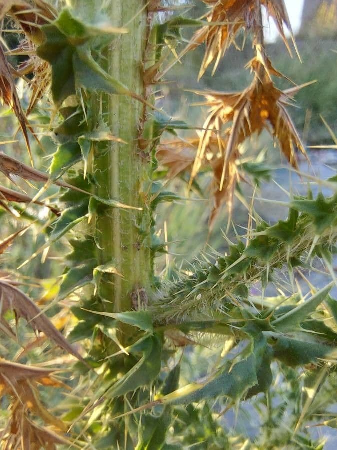 Weg-Distel 25