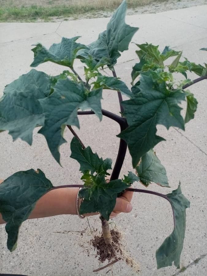 Datura metel 17