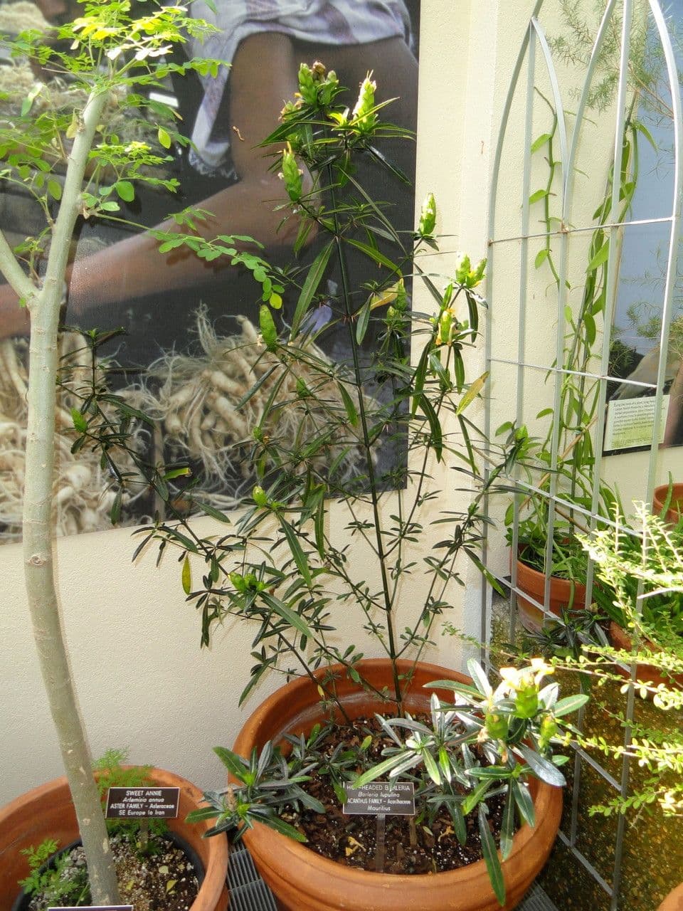 Barleria a cono di luppolo 9