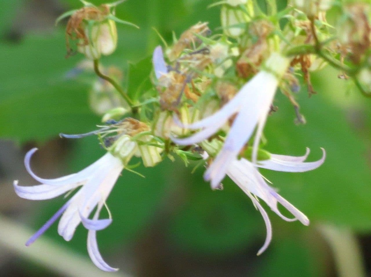 Campanula