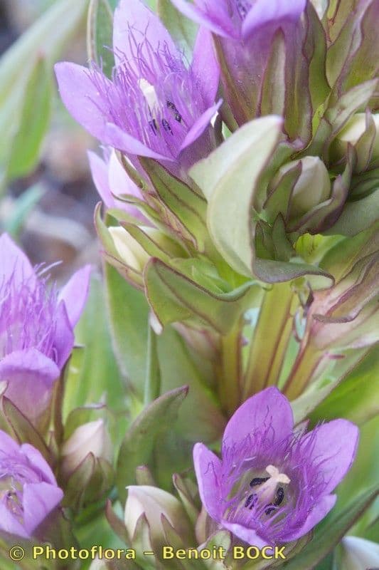 Genzianella ramosa 19