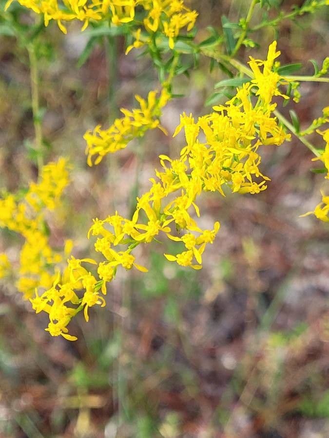 Solidago odorosa 3