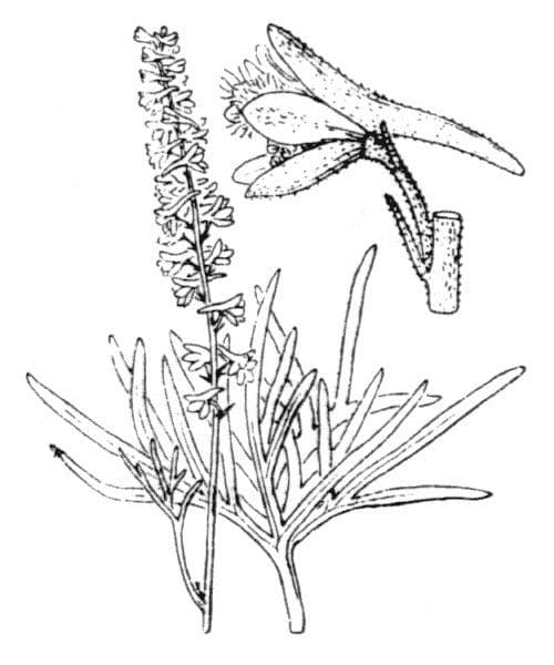 Mazzetto fisso 21