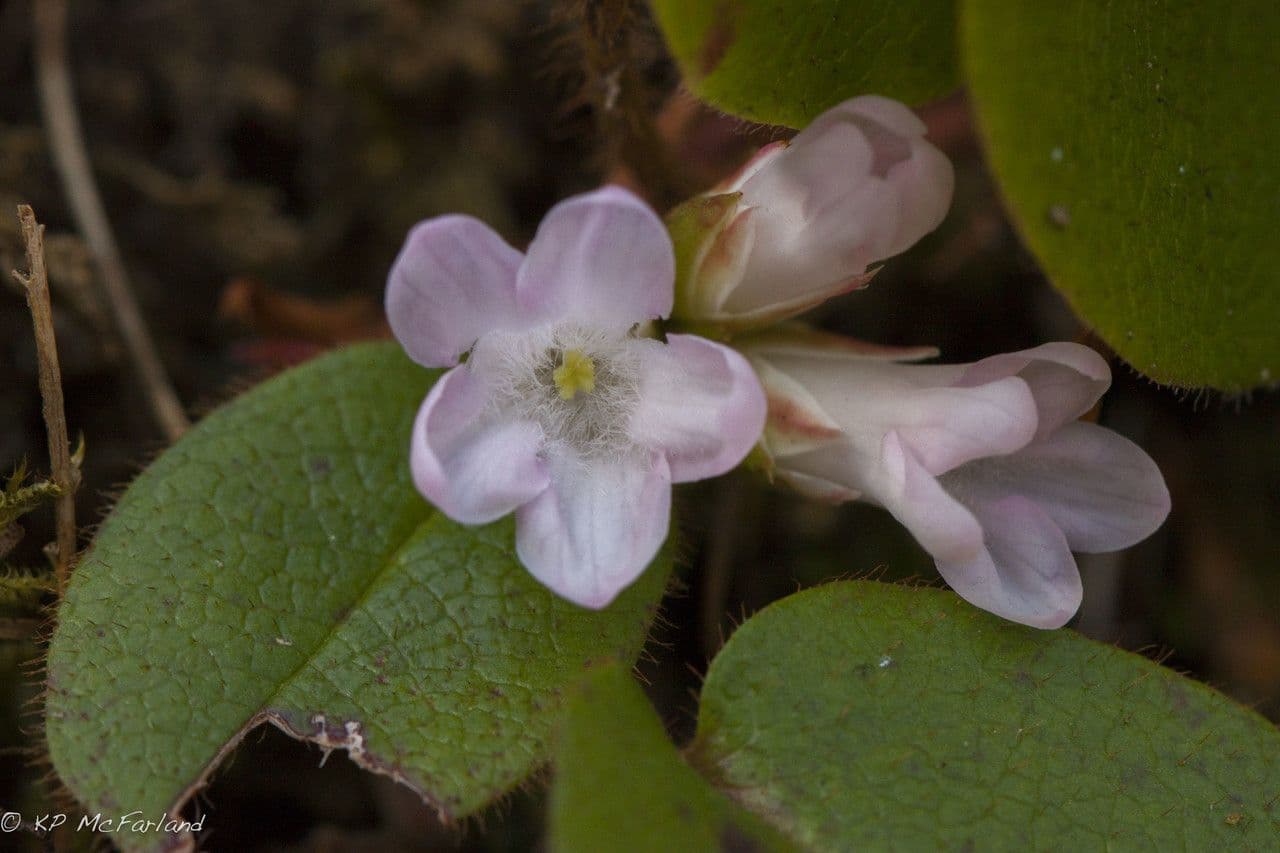 Epigaea repens 2