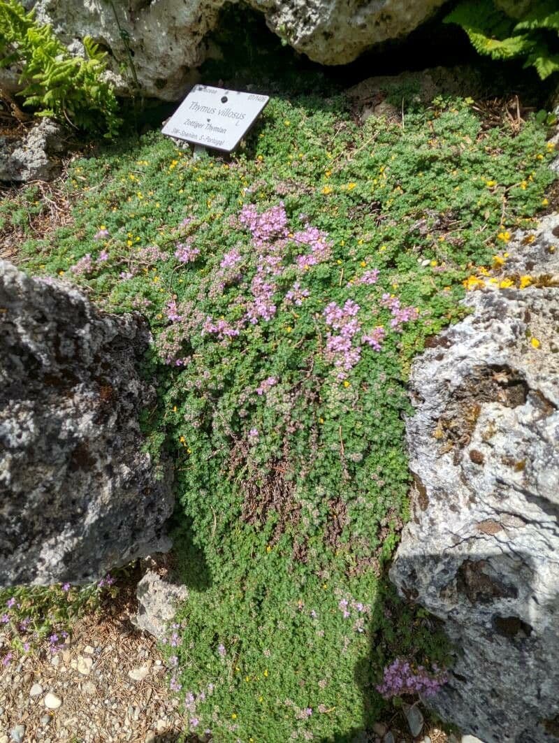 Zottiger Thymian 5