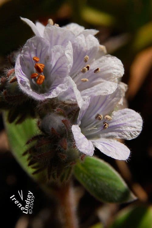 Phacelia