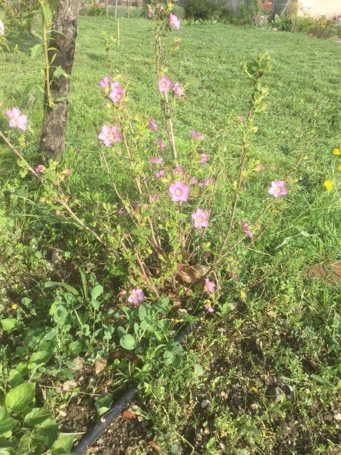 Anisodontea 8