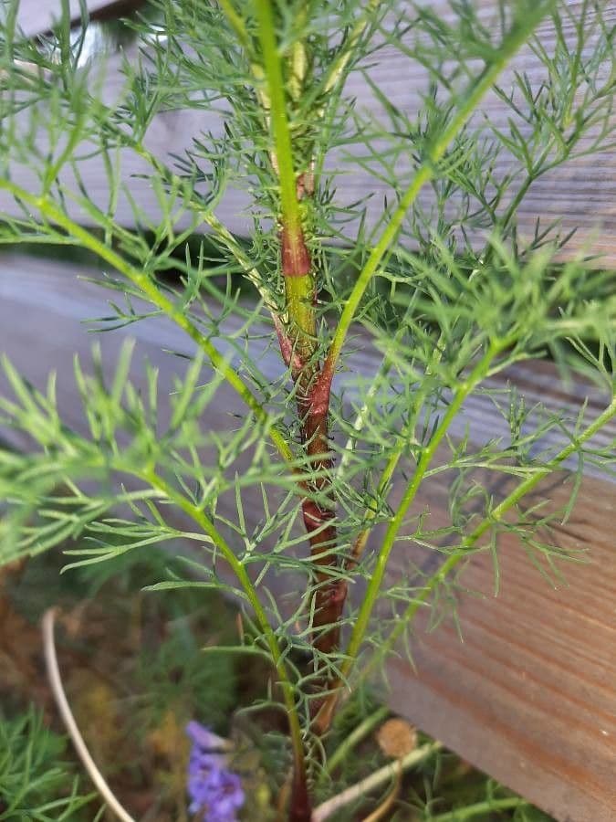 Scentless mayweed 23