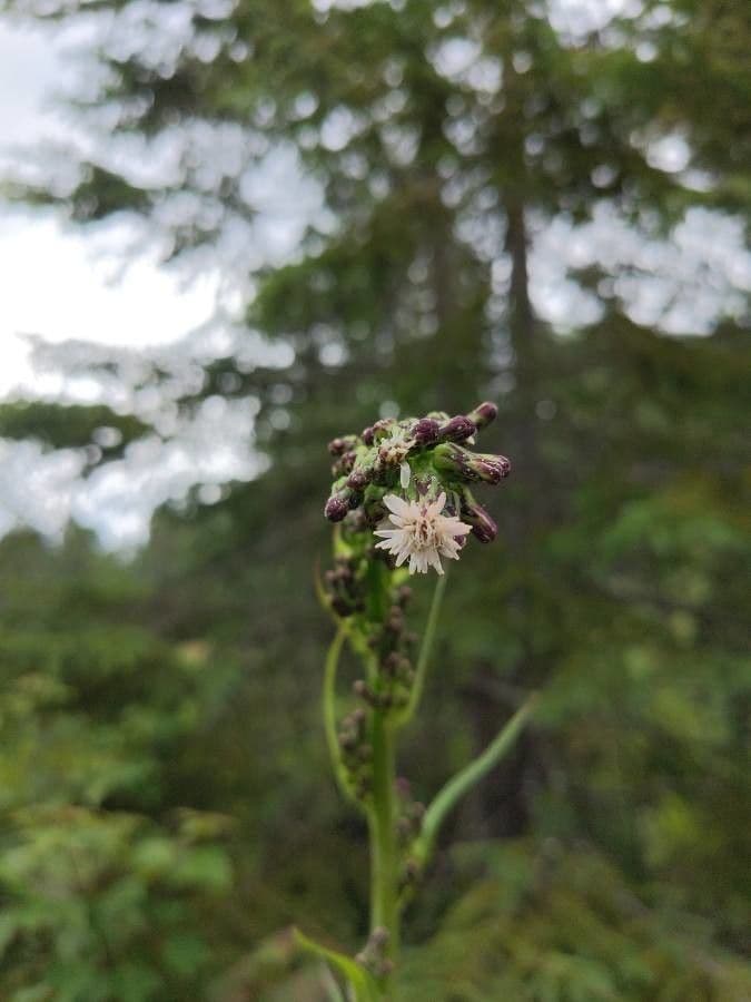 Lactuca 7