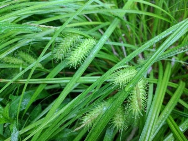 Igel-Segge 21