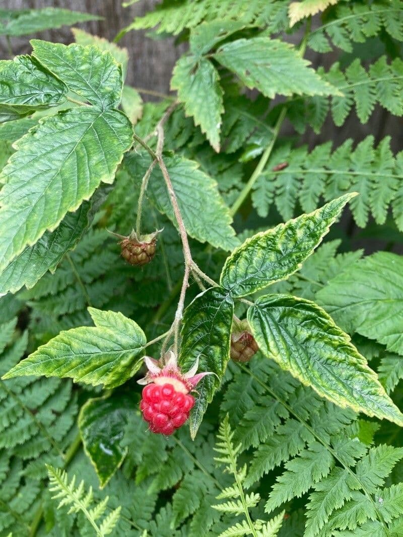 Lampone nero 3