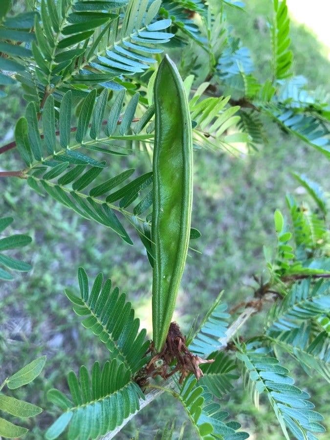 Calliandra del Suriname 5