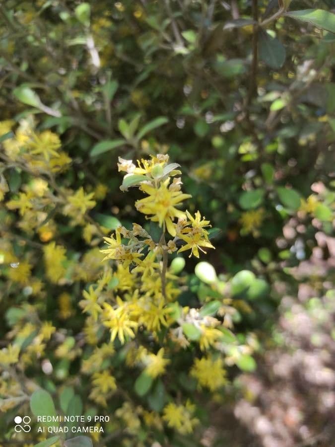 Corokia 5