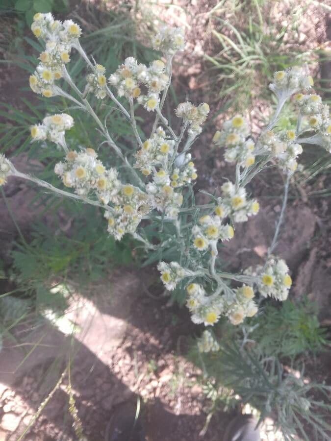 Pseudognaphalium