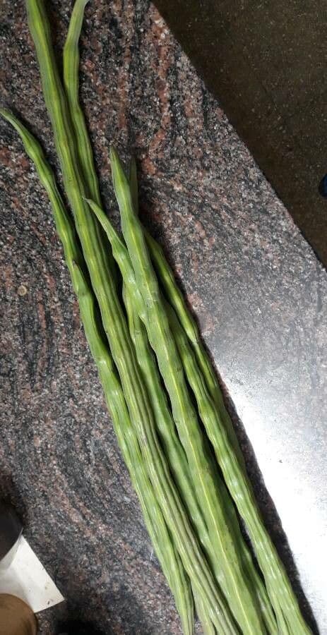Moringa 4