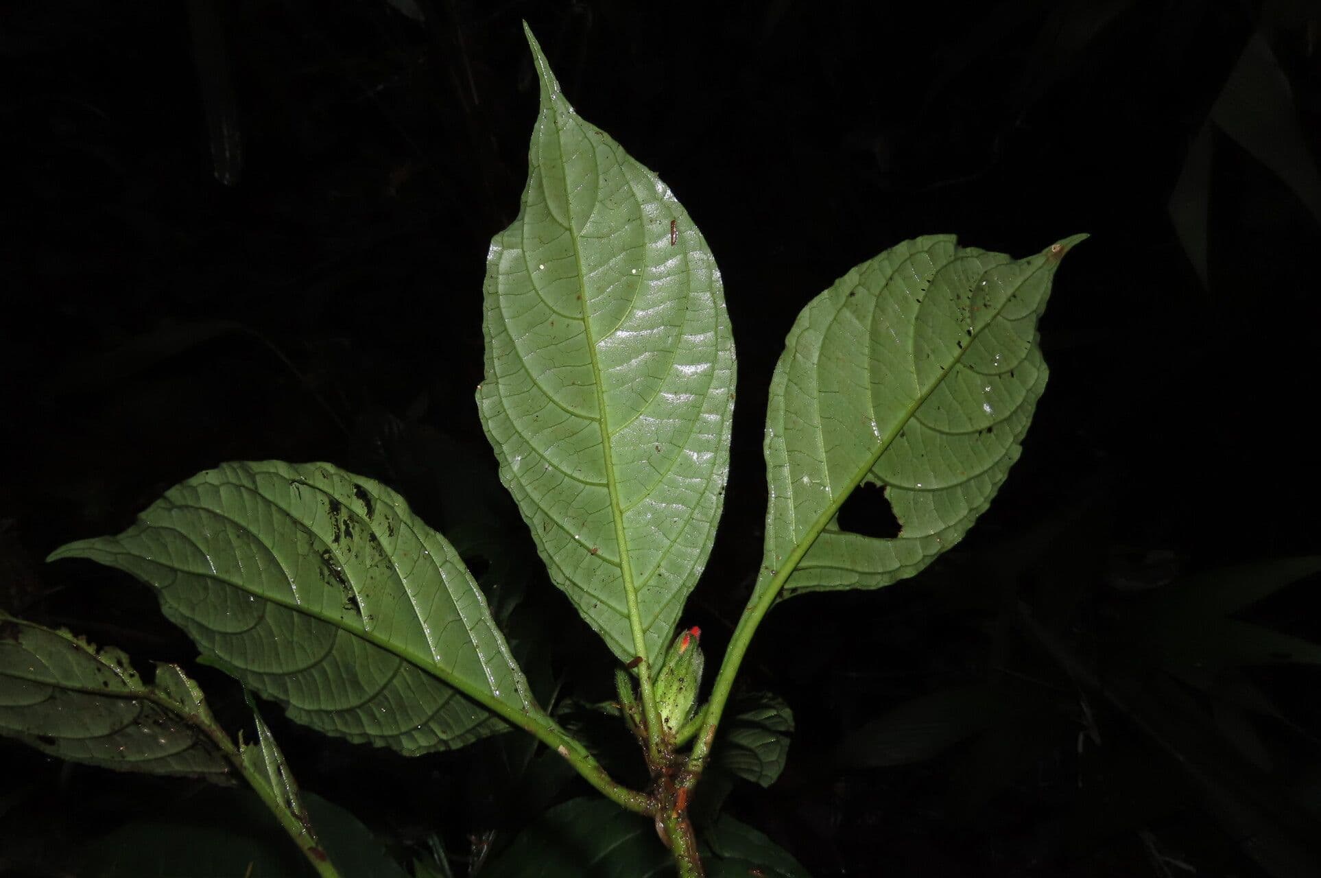 Aphelandra 11
