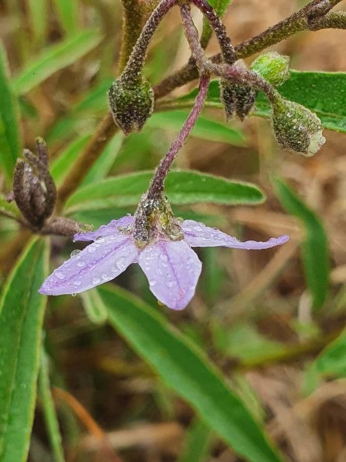 Solanum 10