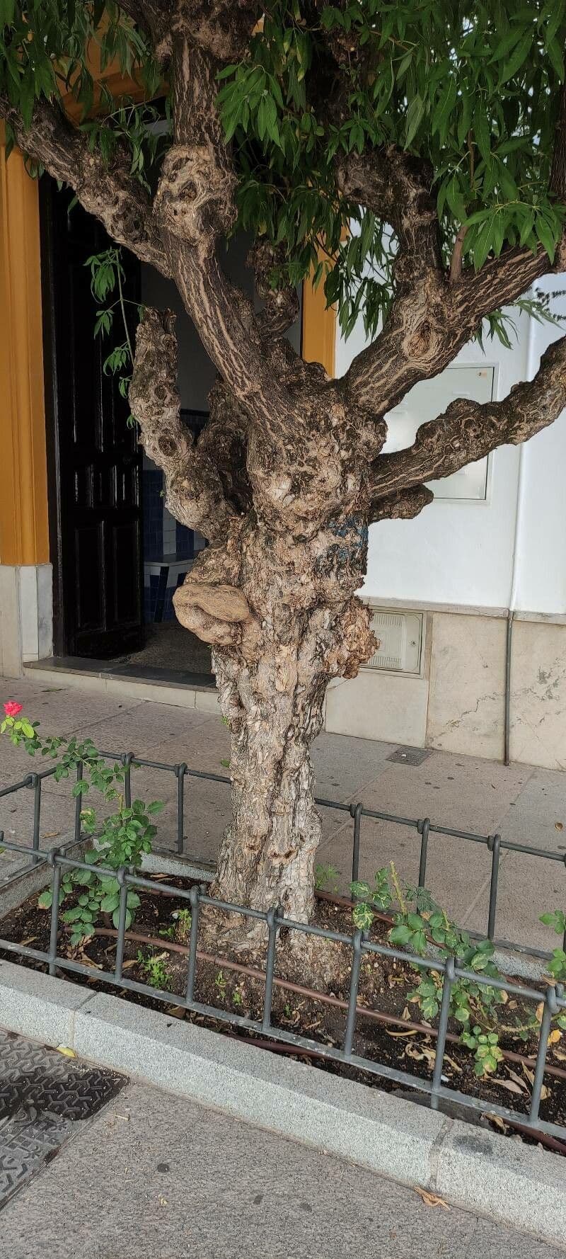Mönchspfeffer 24
