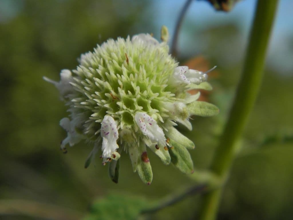 Hyptis alata 5
