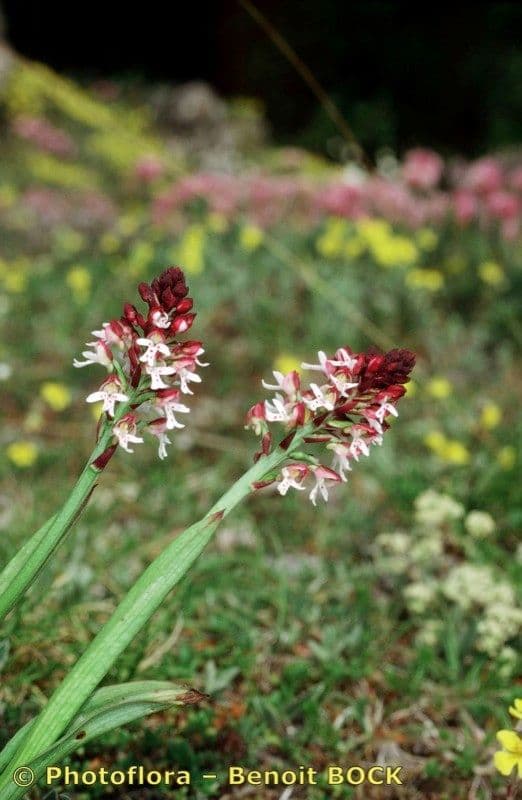 Orchide bruciacchiata 24