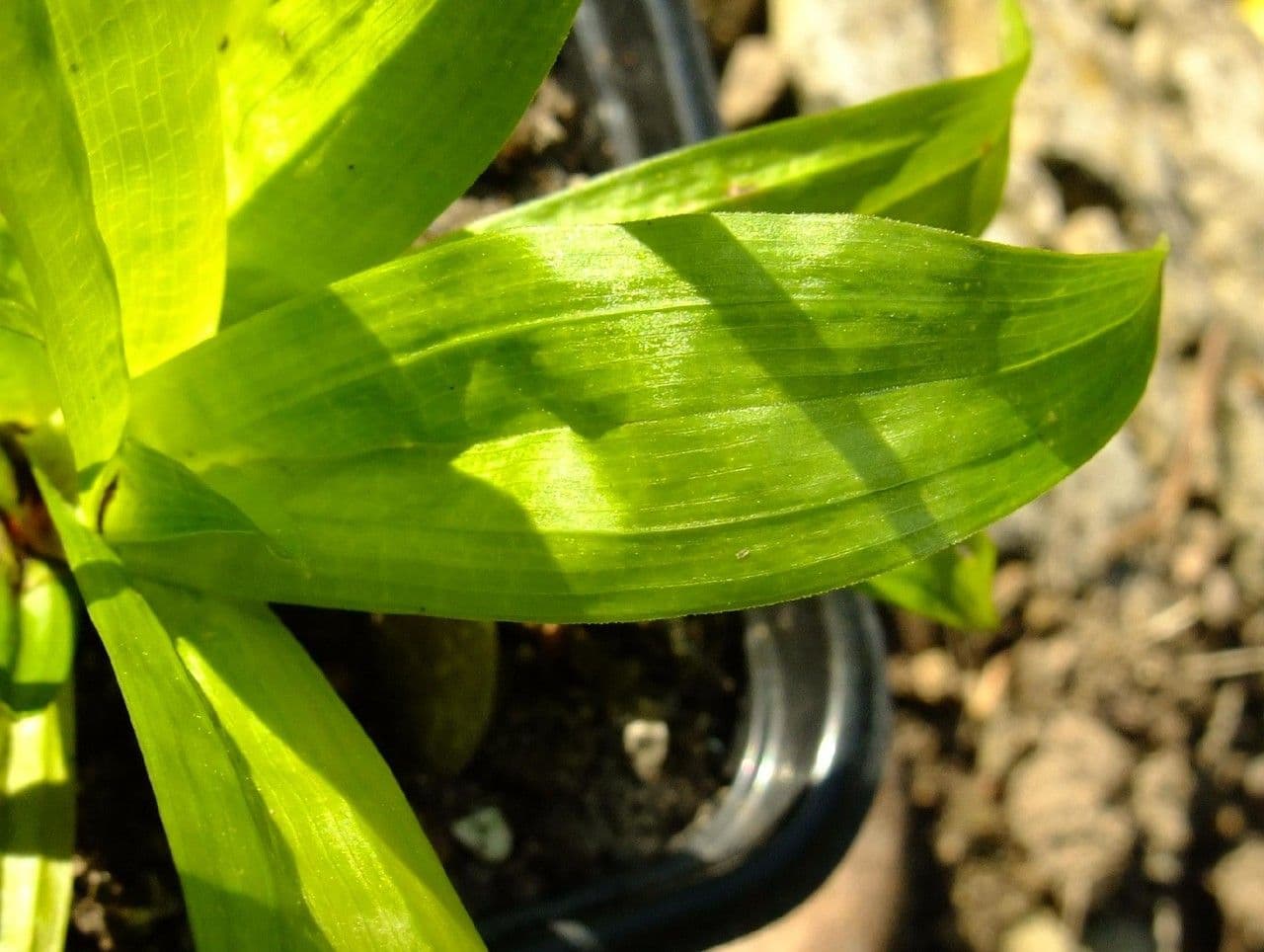 Plantainleaf sedge 14