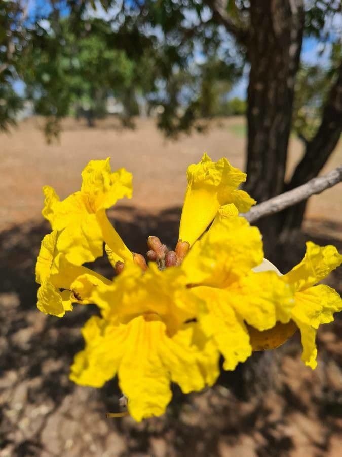 Ipê amarelo 2